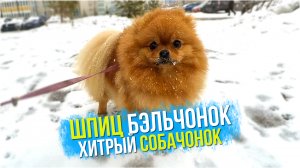 Шпиц Бэльчонок - хитрый собачонок. Посылка для собак с Озон. Пришла зима