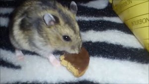Хомяк ест печенье