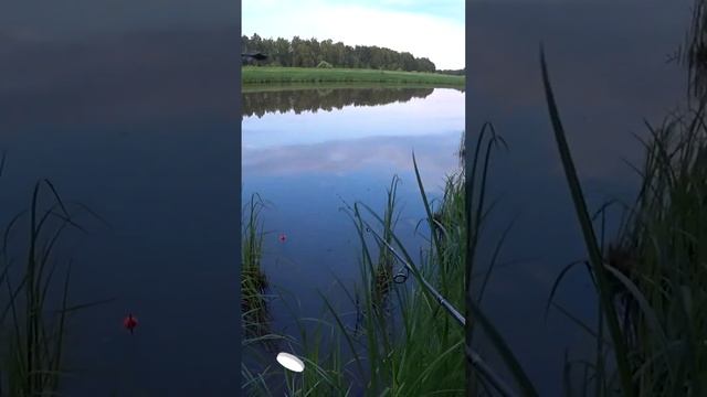 Рыбалка на поплавок. Крупный живец для ловли щуки на поплавок.