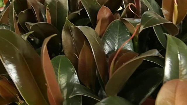 Ficus elastica 'Melany' смотреть онлайн