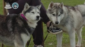 Приют ХаскиХелп и инструкция против побега