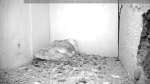 СИПУХА. САМЕЦЬ ВПОЛЮВАВ МИШУ. РІКА ЕБРО. ІСПАНІЯ 29-10-23-BARN OWL. RIET VELL. DELTA DEL EBRO. SPAI