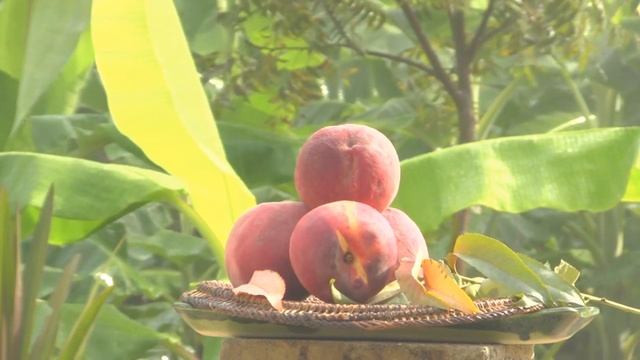 *'Georgia Belle' Peach Trees* +Eat Juicy Peaches 1st Year+ смотреть онлайн