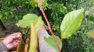 Вылет роя пчел. Как его поймать?