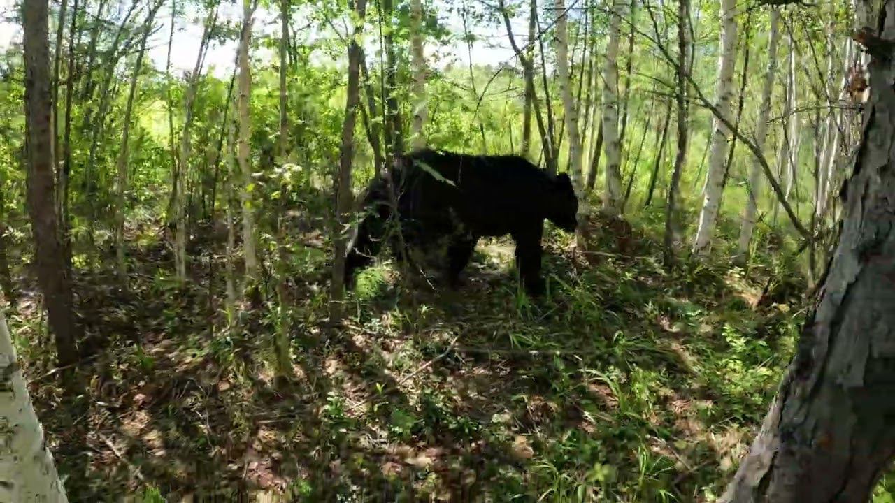 Изученная тактика медвежат. смотреть онлайн