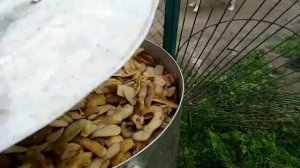 Варю очистки от картофеля/дела по хозяйству