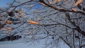 Волшебная музыка зимнего леса. Silent winter evening.