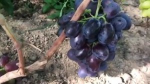 Виноград  Орда и Белый хрусталь. 2020г.