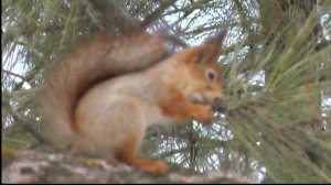 Белки в Волгограде. Squirrels in Volgograd.