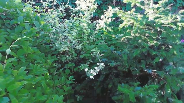 САД в начале ИЮНЯ. Какие многолетники цветут в начале лета