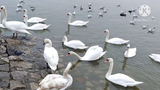 ФлоридаЯлта.Просмотров нет,ФЯ решила вставить свои 5 коп про Милу.Но ЛХ в суд не пойдет