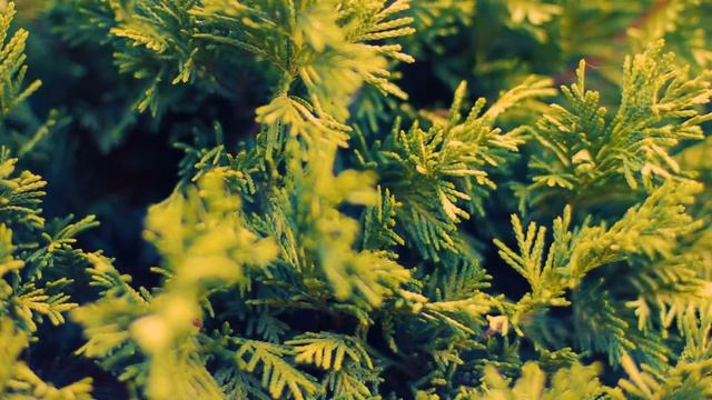 Осенний фон с туями | Футажи красивая природа [FullHD] смотреть онлайн