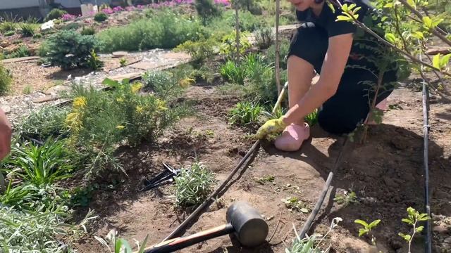 КАПЕЛЬНЫЙ ПОЛИВ СВОИМИ РУКАМИ/ Организация полива в саду.