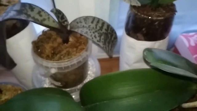 Беглый обзор южного окна))) 13.07.19 г. смотреть онлайн