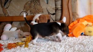 Щенок бигля. Девочка.