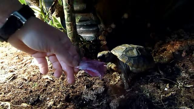 Chelonoidis denticulata eating hibiscus