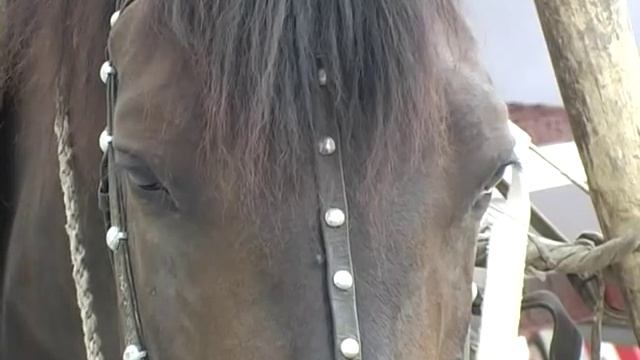 Карета для свадеб смотреть онлайн