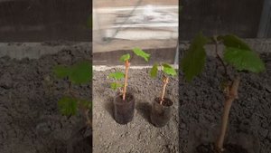 Какой уход необходим однолетнему саженцу винограда