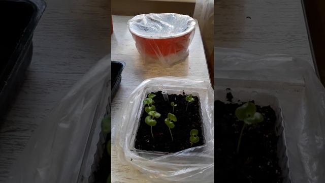 размножение домашних растений