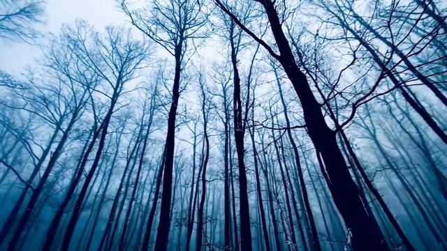 ЖИЗНЬ И СМЕРТЬ НА ПОМОЙКИ    ПУСТЬ ЕЙ ТАМ БУДЕТ ТЕПЛО И СПОКОЙНО      ВАСЯ НА СЕНЕ