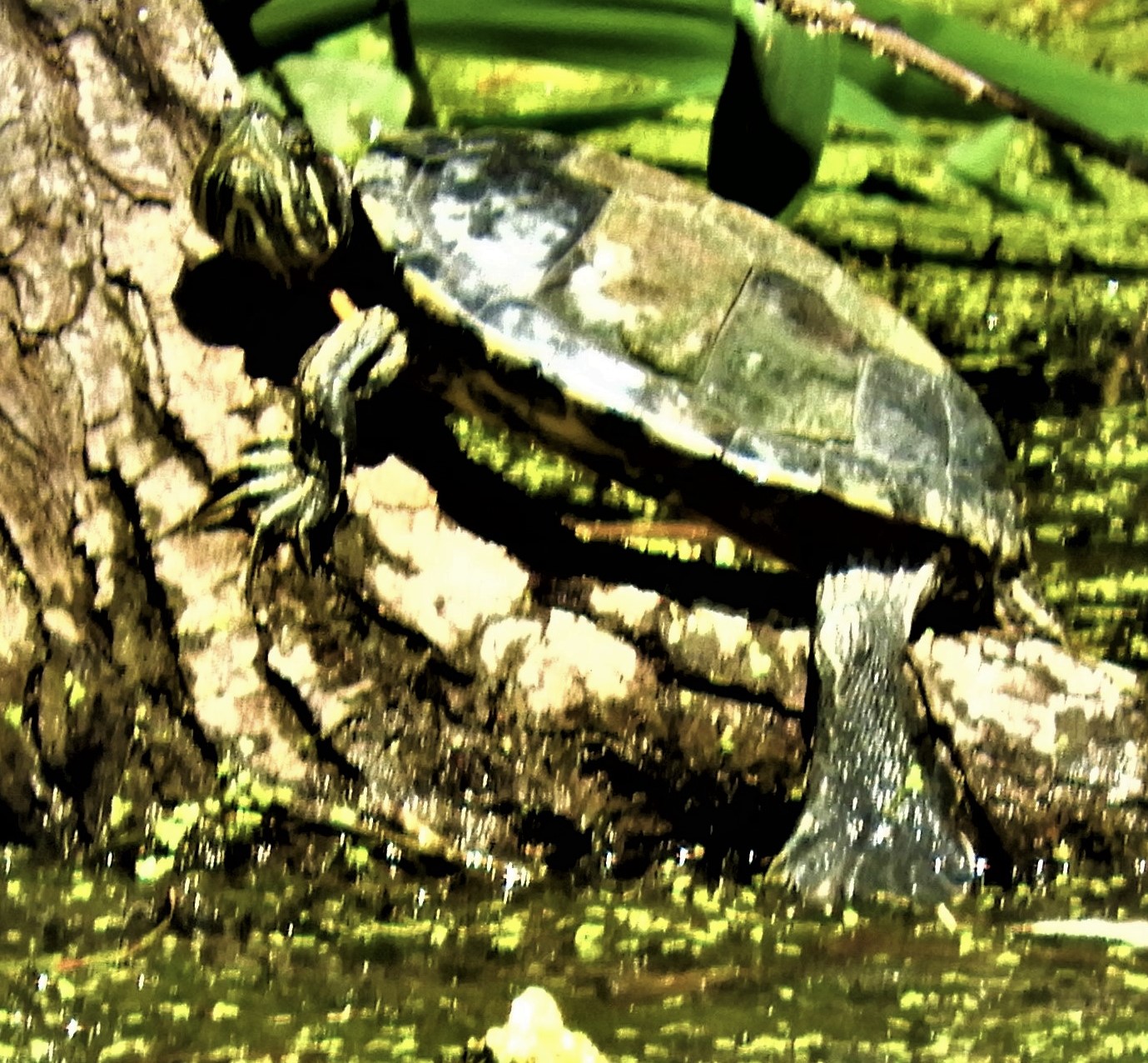 Биосфера. На следующий день. Обнаружил черепаху на том же месте, рядом с болотными курочками.