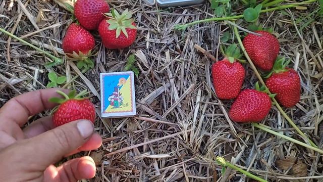 09 06 2022 Полуниця Делі, Ламбада смотреть онлайн