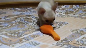 Чихуахуа 🐶/Первый лай щенка🐕 /Новая игрушка для чихуахуа/Чихуахуа и куриная нога🍗