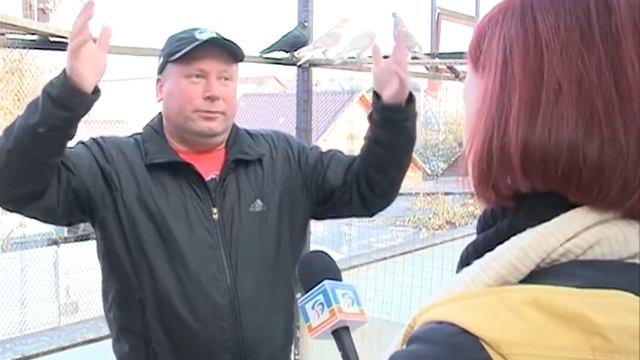 Уникальные породы голубей в Белгороде смотреть онлайн