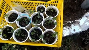 Особенности посадки рассады прострела