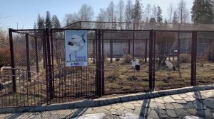 ЛЕВ РЫЧИТ! Ижевский зоопарк. Государственный зоологический парк Удмуртии | The Izhevsk Zoo