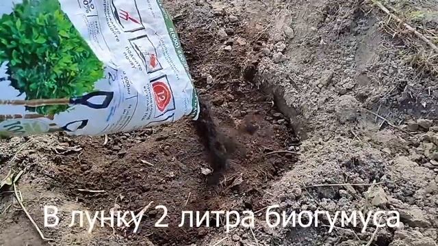 Морозостойкий Виноград в Сибири