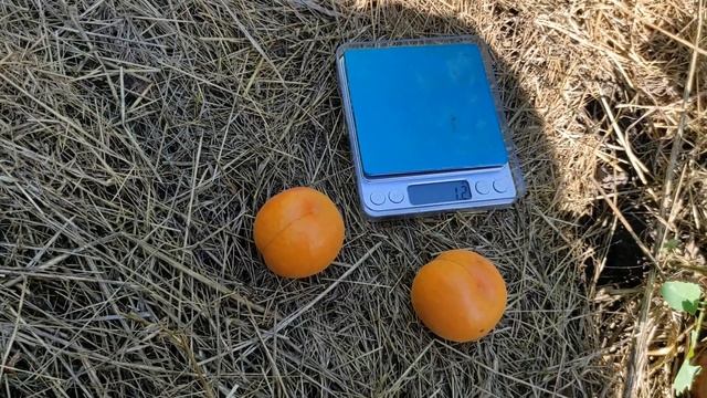 Абрикос Кіото /Kioto/ смотреть онлайн