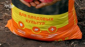 Посадка крыжовника весной – легко и быстро. Как размножить крыжовник из отводков.