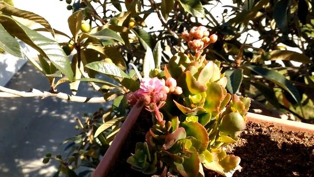 Loquat - японская слива или мушмула японская. смотреть онлайн