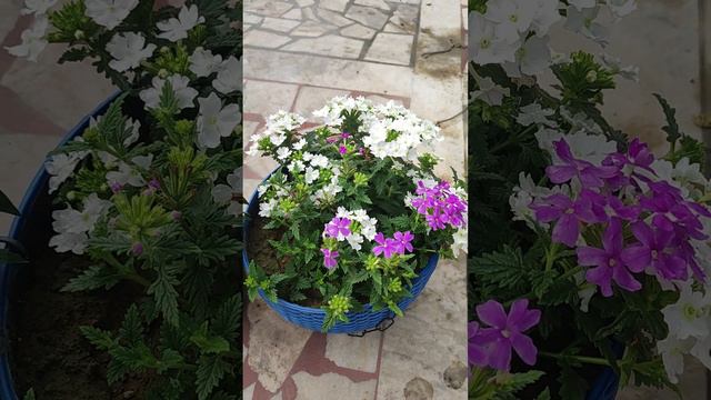 2 January 2024 winter flower verbena смотреть онлайн