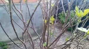 Формирование куста инжира. Черенкование инжира