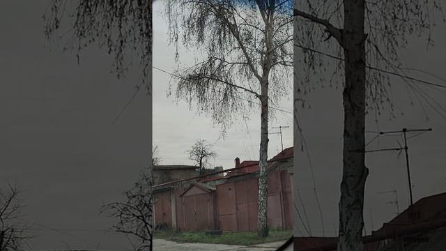 Как объединяться единомышленникам, биологически обоснованная точка зрения.