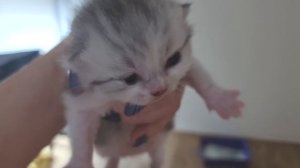 Шок Мама Кошка переносит котят в опасное место и прячет их