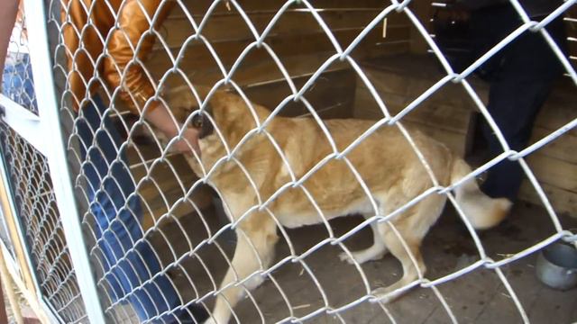 Пес нашел хозяев.MTS смотреть онлайн