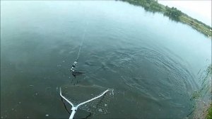 Удачная рыбалка на толстолобика.  Фитопланктон в действии.