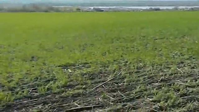 Выращивание органической пшеницы. Часть 1.(Growing organic wheat. Part 1.)