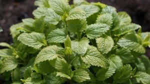 Собираю на зиму МЕЛИССУ/ осень пришла/ 03.09.2018