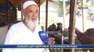 Полезно для здоровья: верблюжье молоко