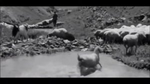 Мы и наши горы - купание овец (Арменфильм)