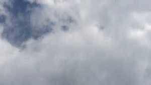 Пермские высоколетные голуби ( обгон молодых голубей )