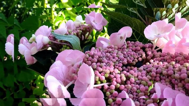 Гортензия Цветы. Самый красивый сорт гортензии крупнолистной. Гортензия крупнолистная Мессалина.