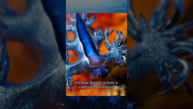 Fascinating blue dragon  . Subscribe for more videos.