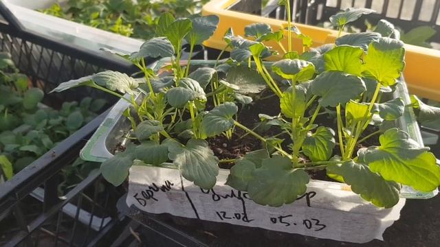 Виола// Как добиться обильного и продолжительного цветения смотреть онлайн