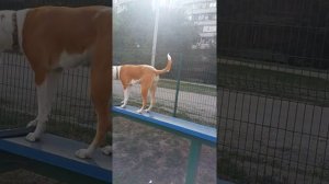 Питбуль выполняет команды.