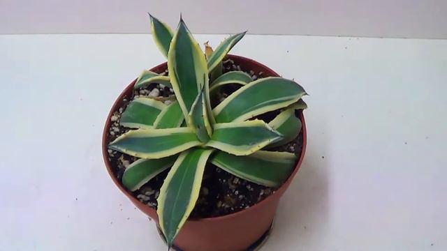 The Plant Traveller: Agave 'Cream Spike' #applanatafamily смотреть онлайн